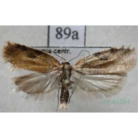 Acleris notana (Donovan, 1806) Czech89a